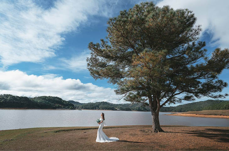 Chụp hình cô dâu cực đẹp bên cây thông cô đơn