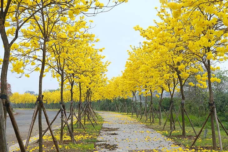 Con đường hoa phong linh tại khu đô thị Parkcity Hanoi