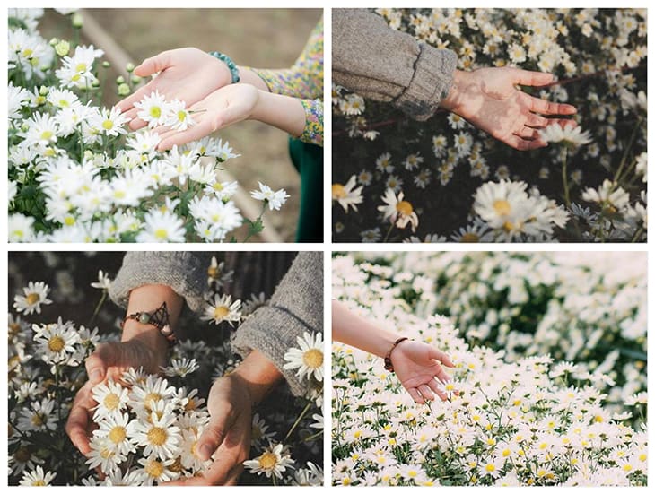Chụp bàn tay với hoa