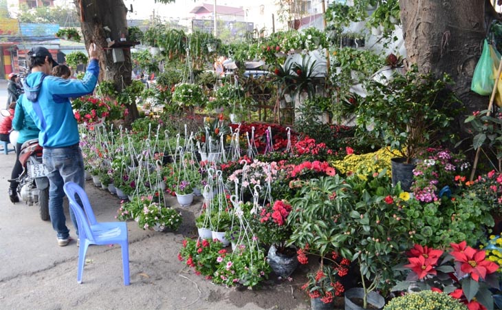 Chợ hoa Hoàng Hoa Thám có bán nhiều loại cây cảnh