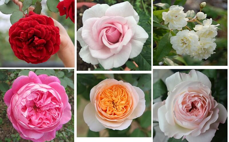 Hoa hồng có rất nhiều sắc tố ứng với những chân thành và ý nghĩa không giống nhau