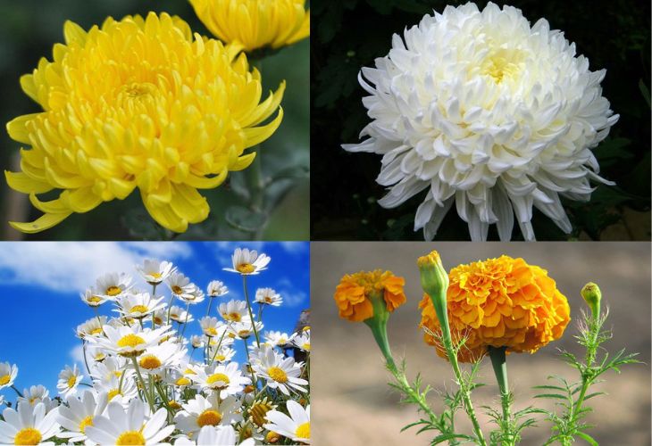 Mỗi loại hoa cúc đều mang một nét ý nghĩa riêng biệt