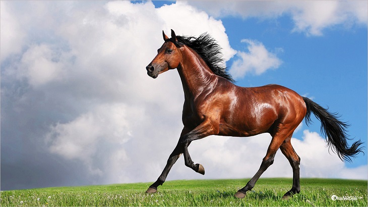 Trong phong thủy, hình ảnh con ngựa biểu thị cho sự kiên nhẫn, lòng trung thành