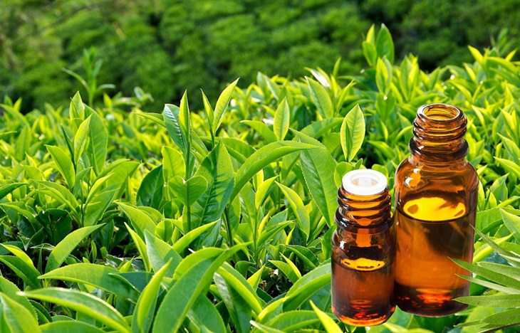 Tinh dầu trà xanh là nguyên liệu tự nhiên, có tác dụng cải thiện tình trạng mụn nhọt
